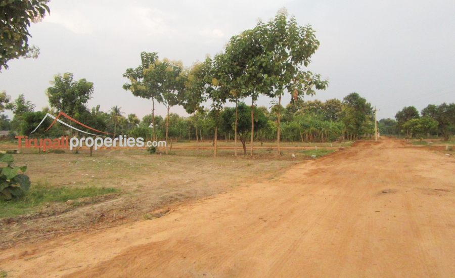 Low Budget Plots and Below 45 Lacs Houses for Sale Near Chandragiri Fort Junction